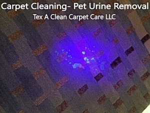 Pet Urine removal 