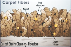 Carpet Steam Cleaning 