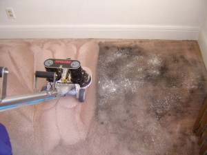 Dirt Free Carpet Cleaning 